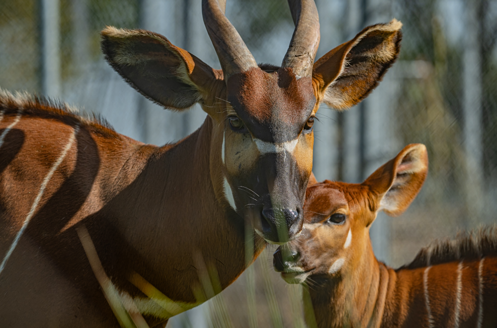 a parent and calf bongo, they have large horns and orange fur with white stripes